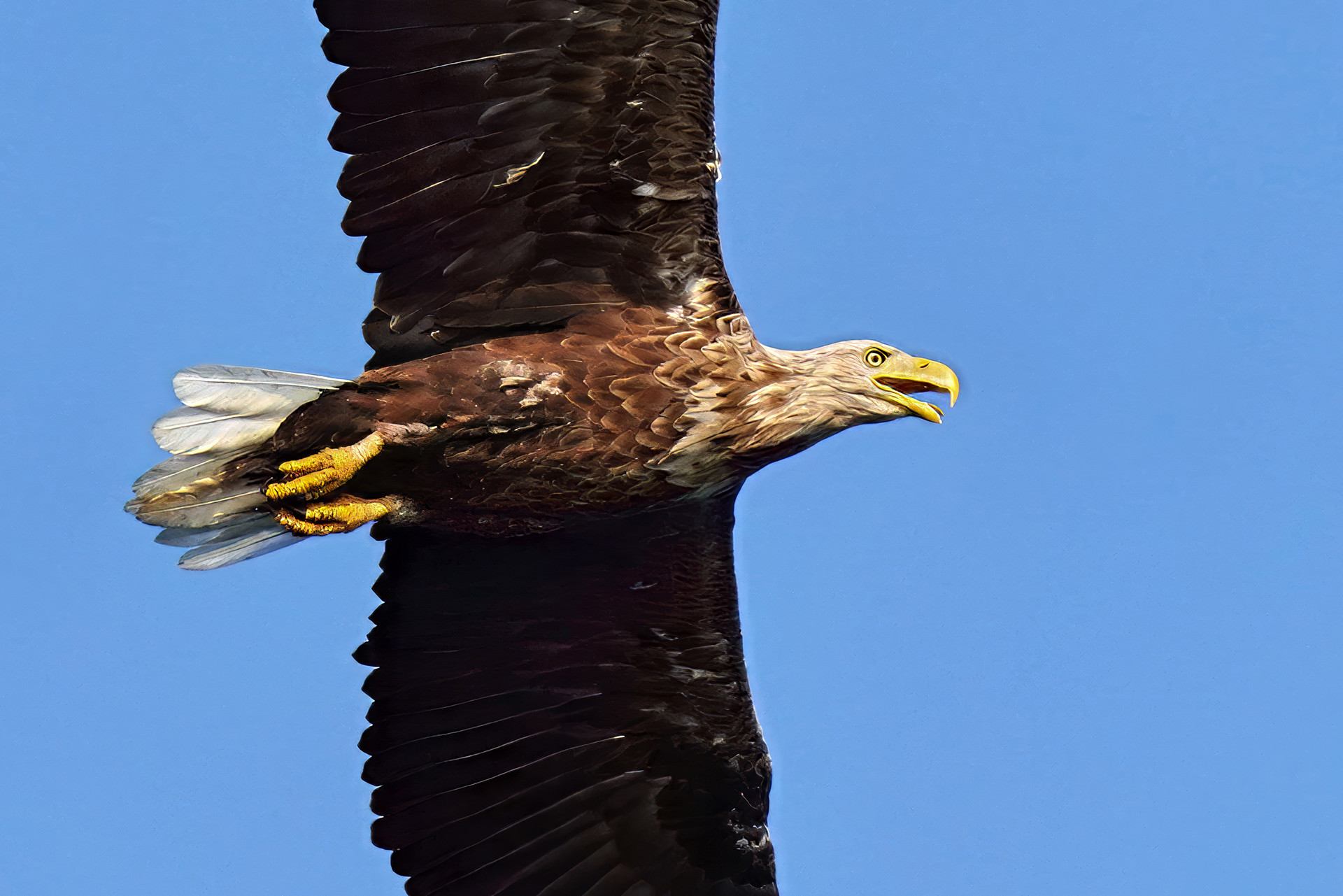 Seeadler