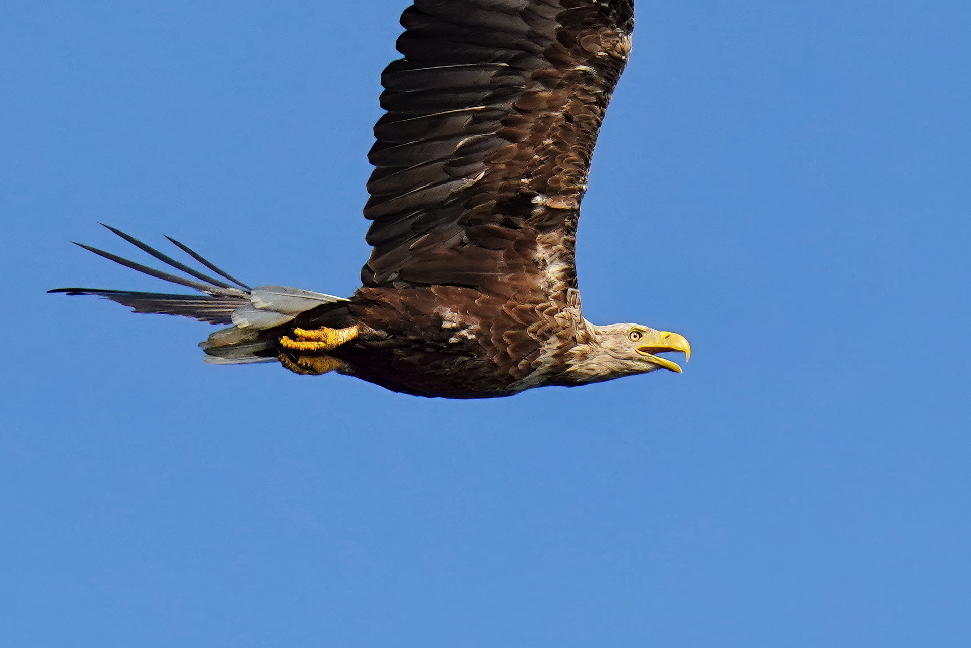 Seeadler