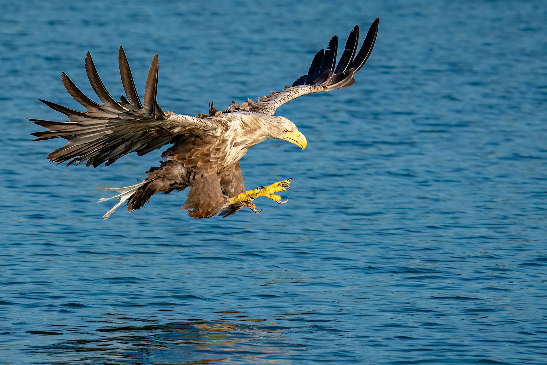 Seeadler