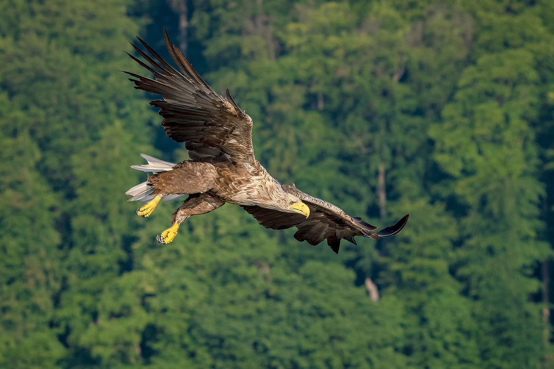 Seeadler