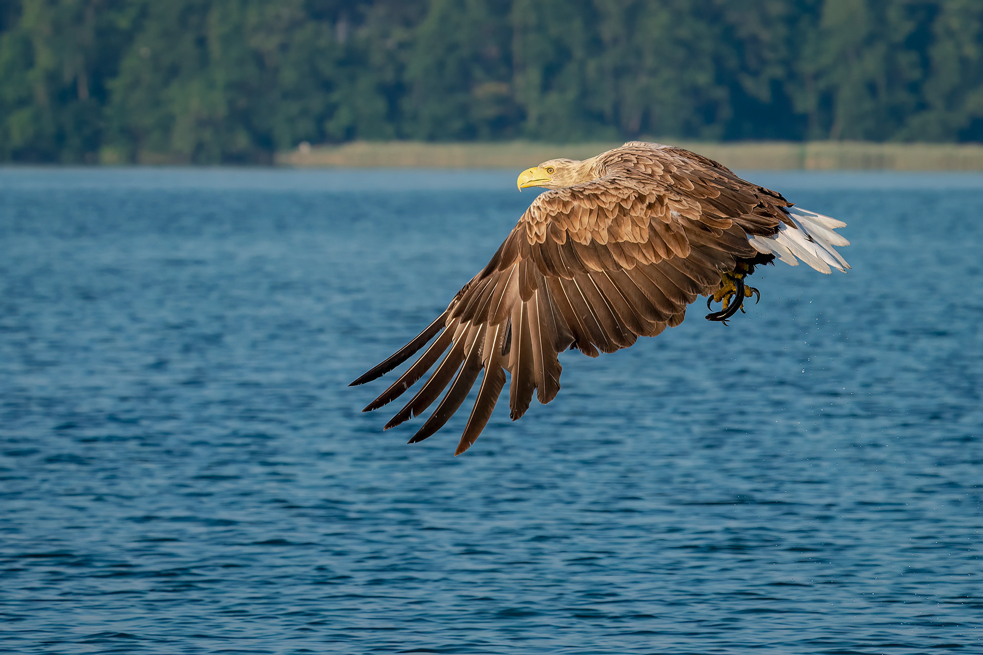Seeadler mit Beute