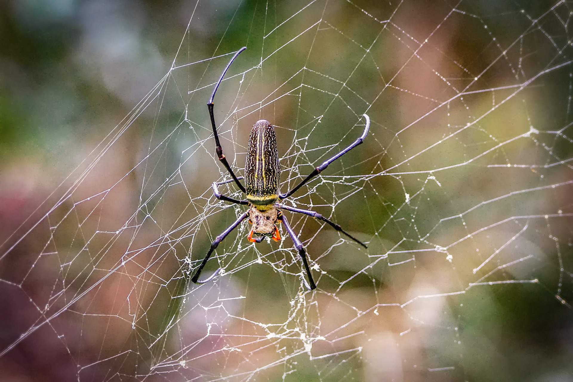 Seidenspinne