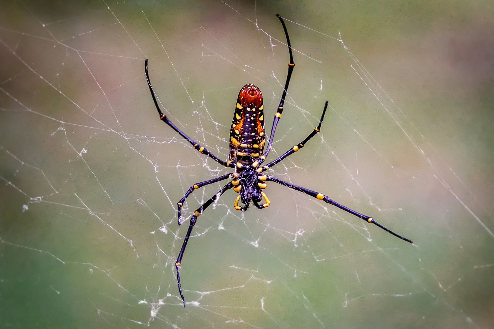Seidenspinne