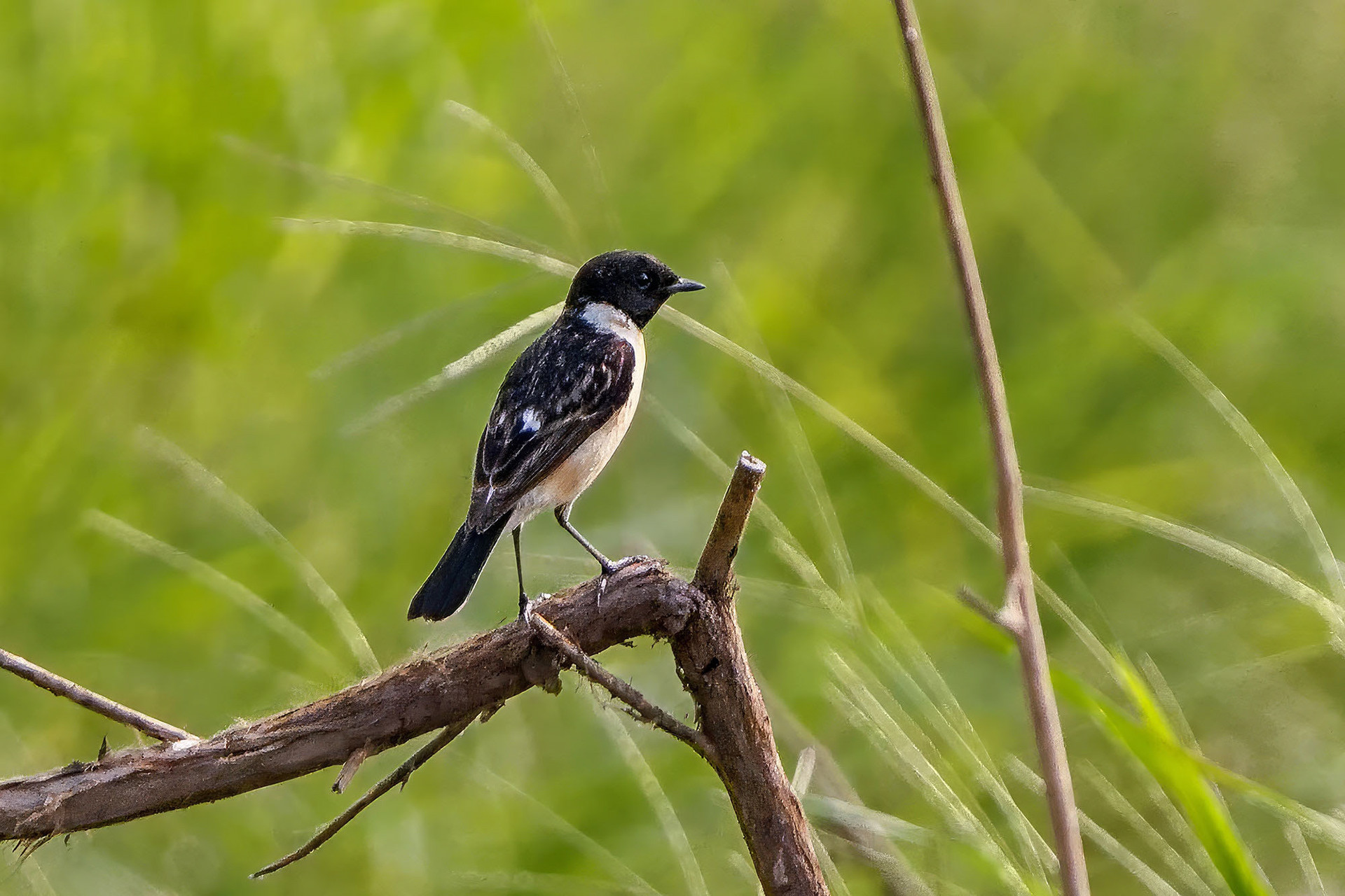 male