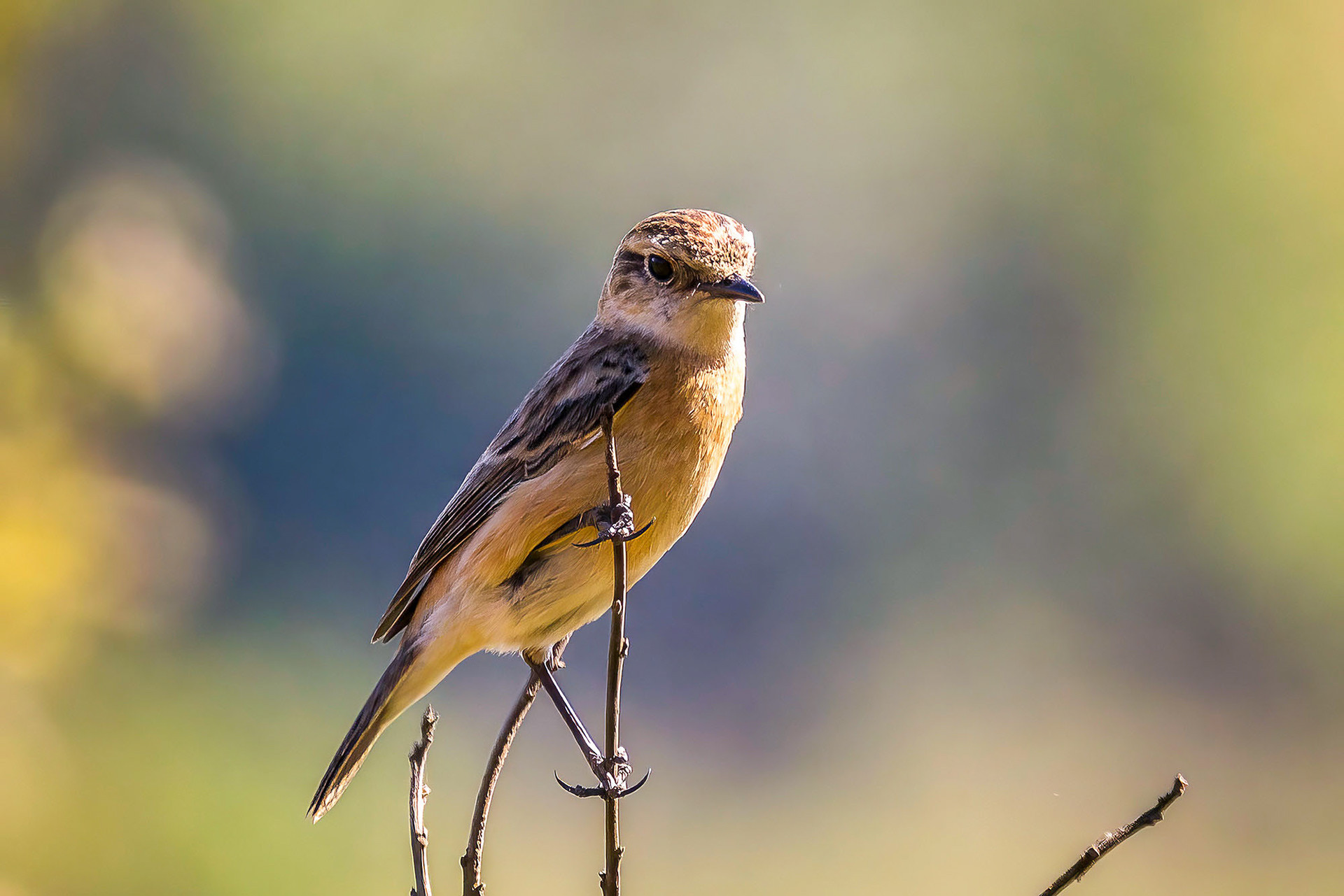 female