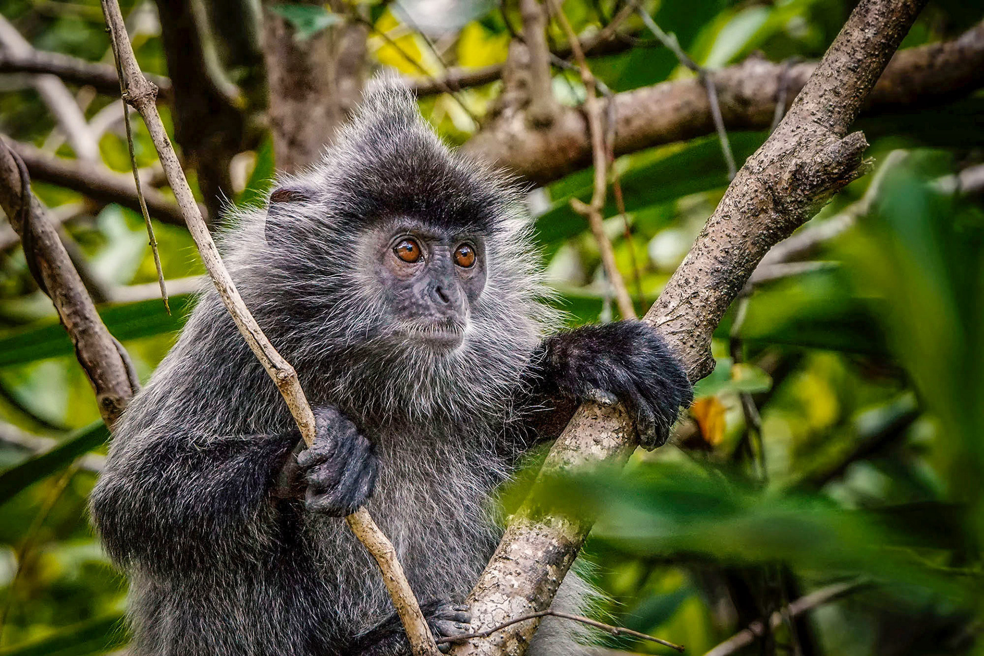 Silberner Haubenlangur