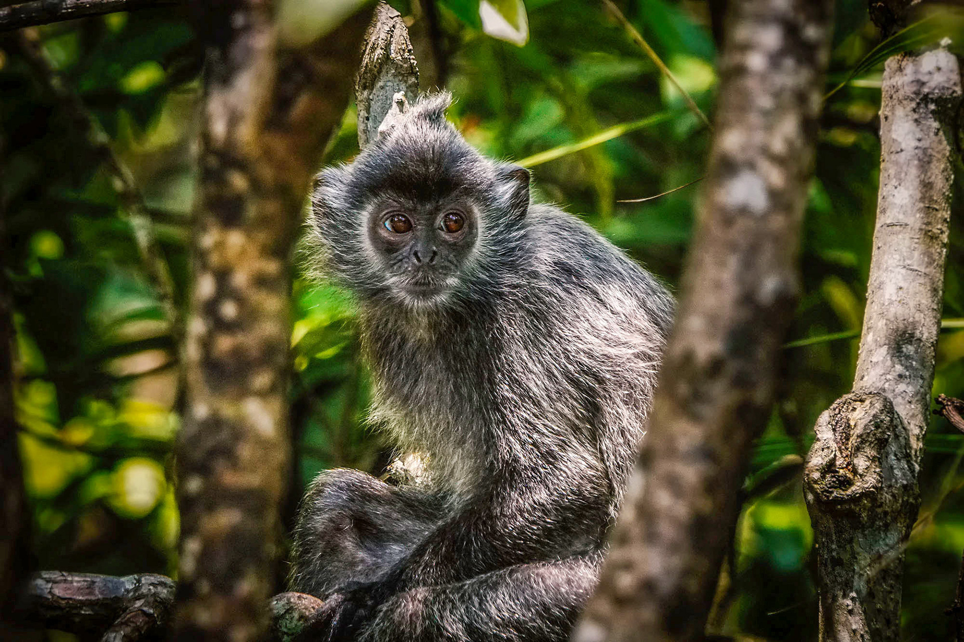 Silberner Haubenlangur