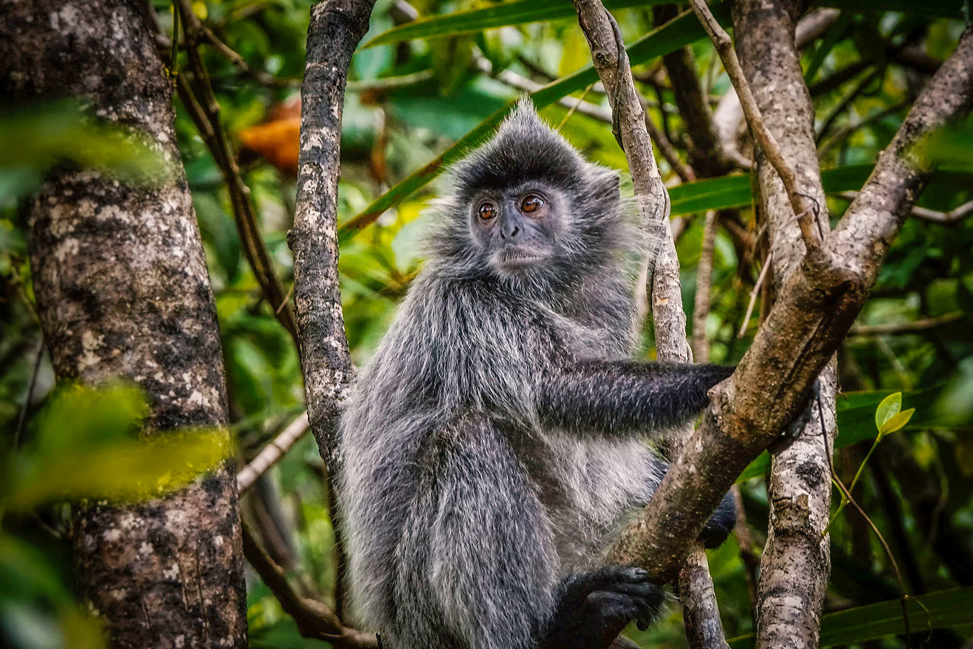 Silberner Haubenlangur