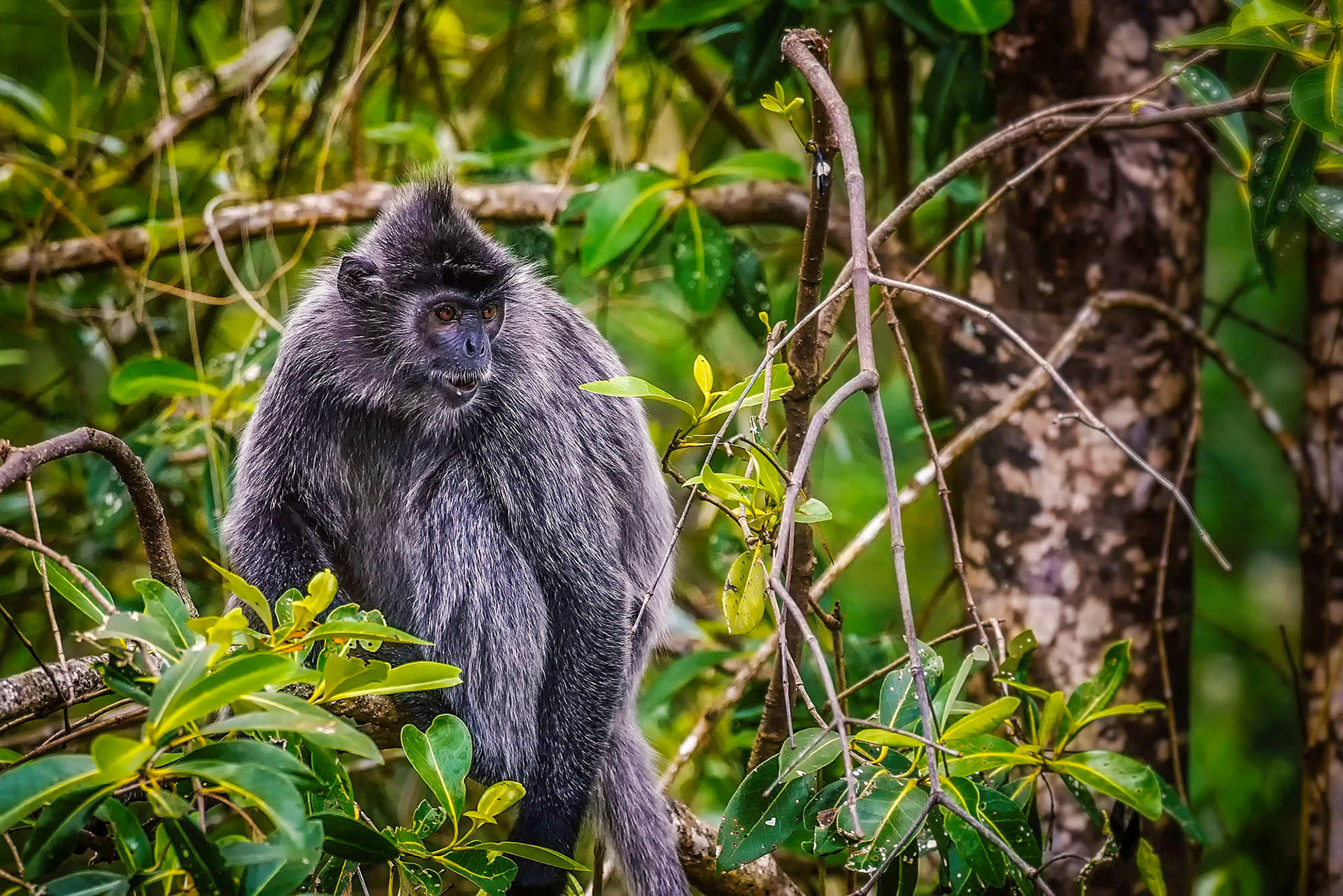 Silberner Haubenlangur