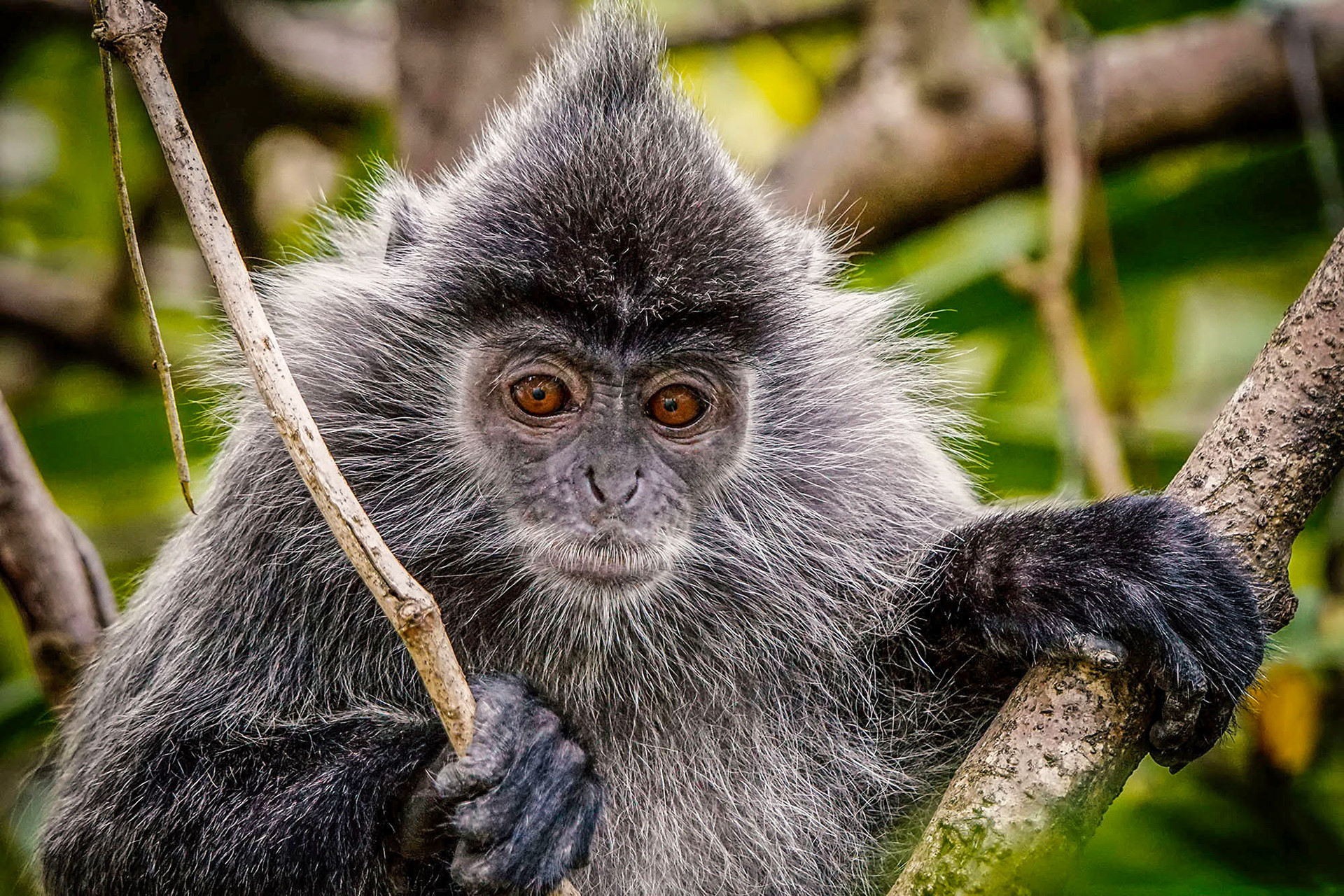 Silberner Haubenlangur