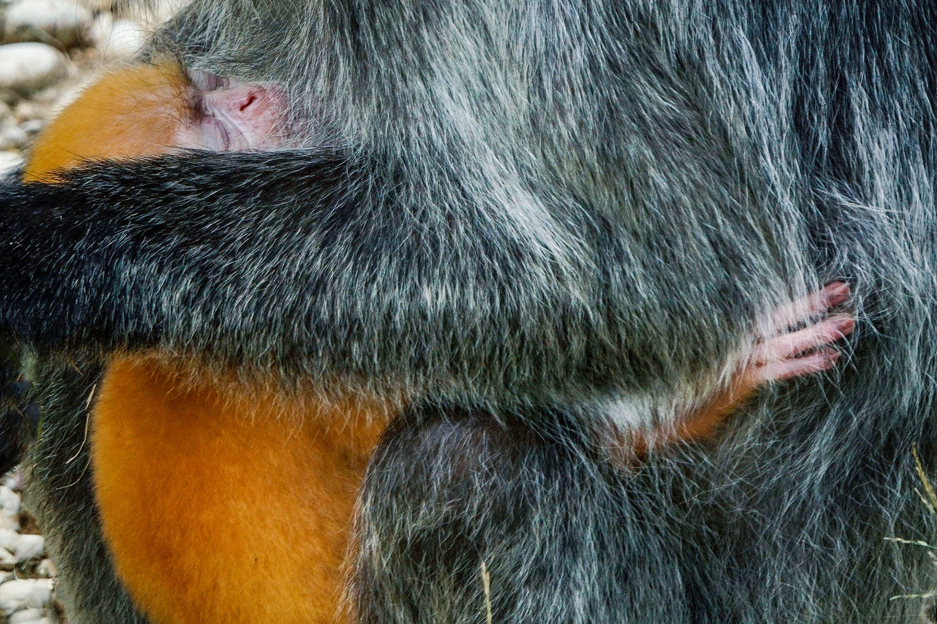 Silberner Haubenlangur