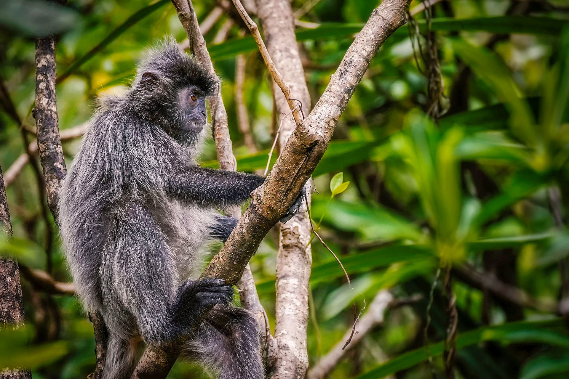 Silberner Haubenlangur