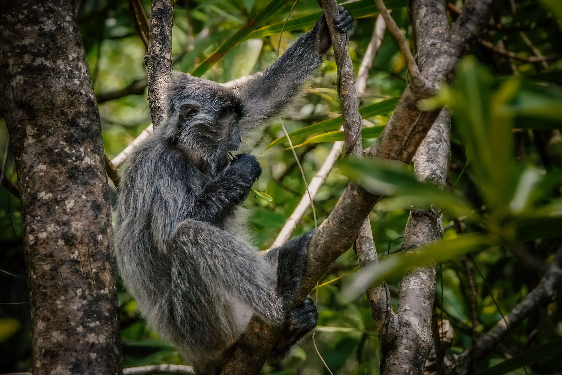 Silberner Haubenlangur