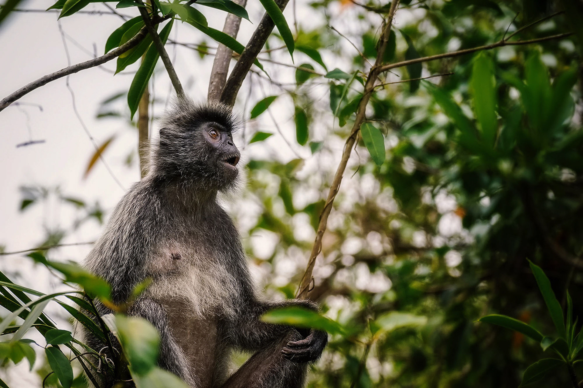 Silberner Haubenlangur