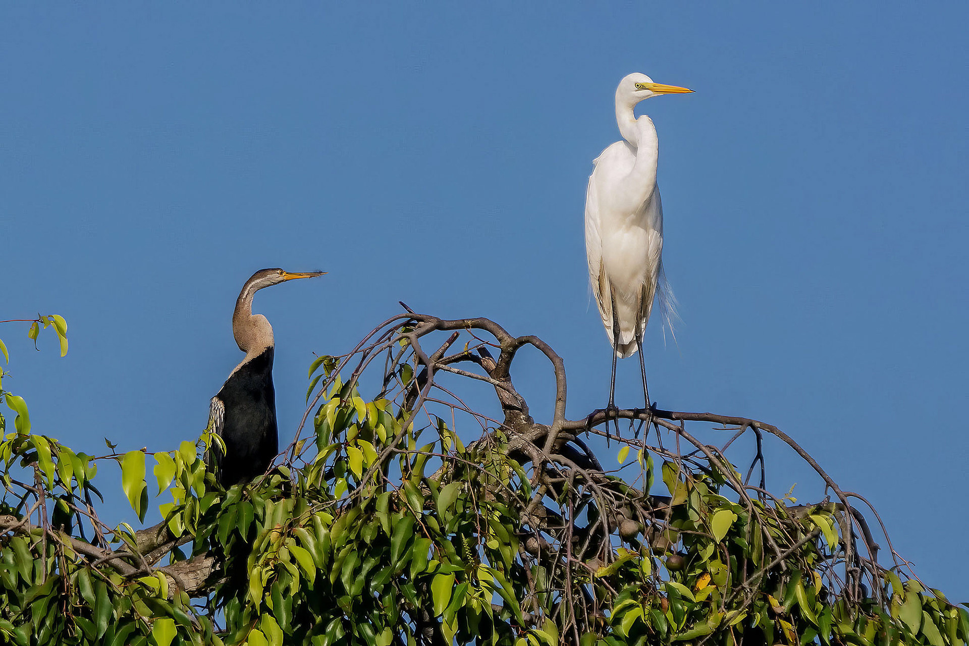 Silberreiher mit Schlangenhalsvogel