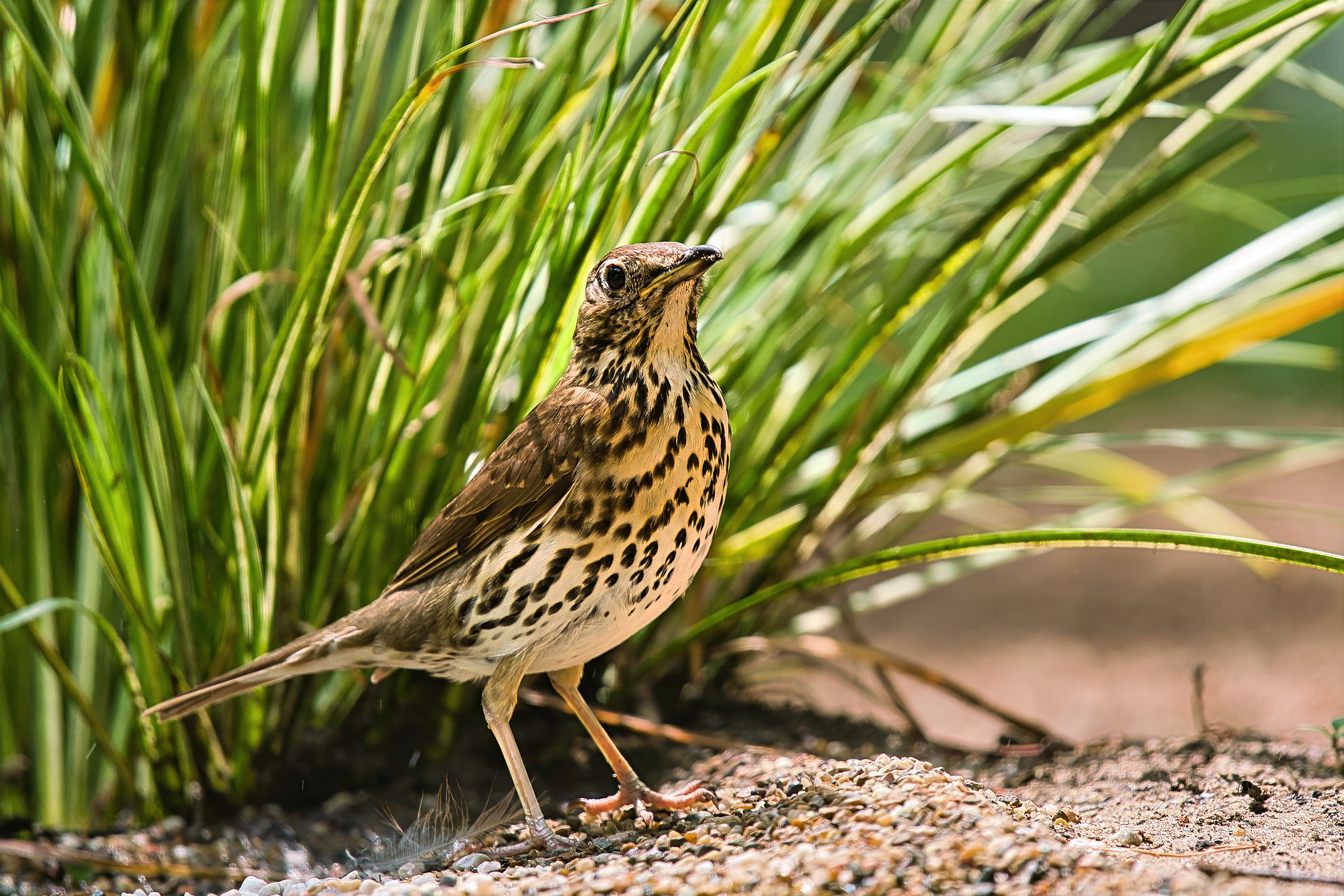 Singdrossel