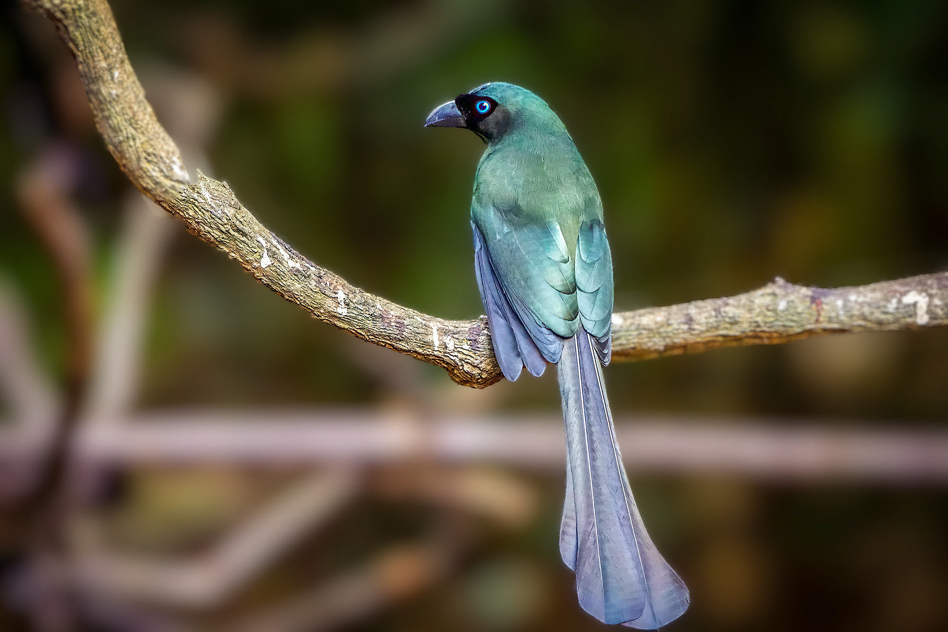 Spatelbaumelster
