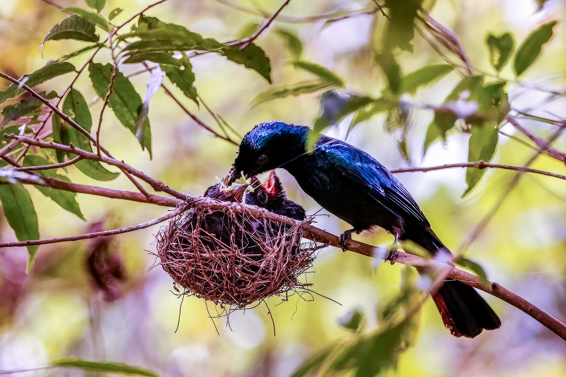 Spateldrongo