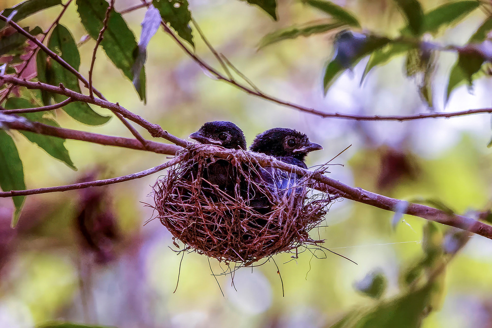 Nestlinge