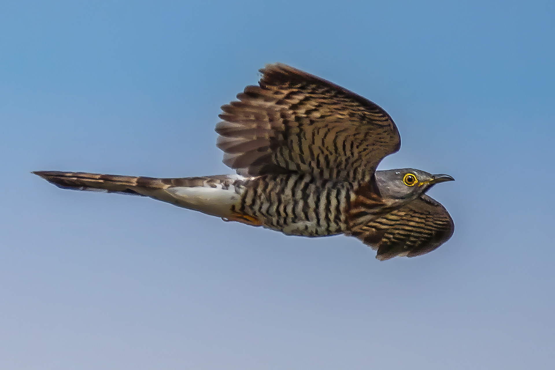 Sperberkuckuck
