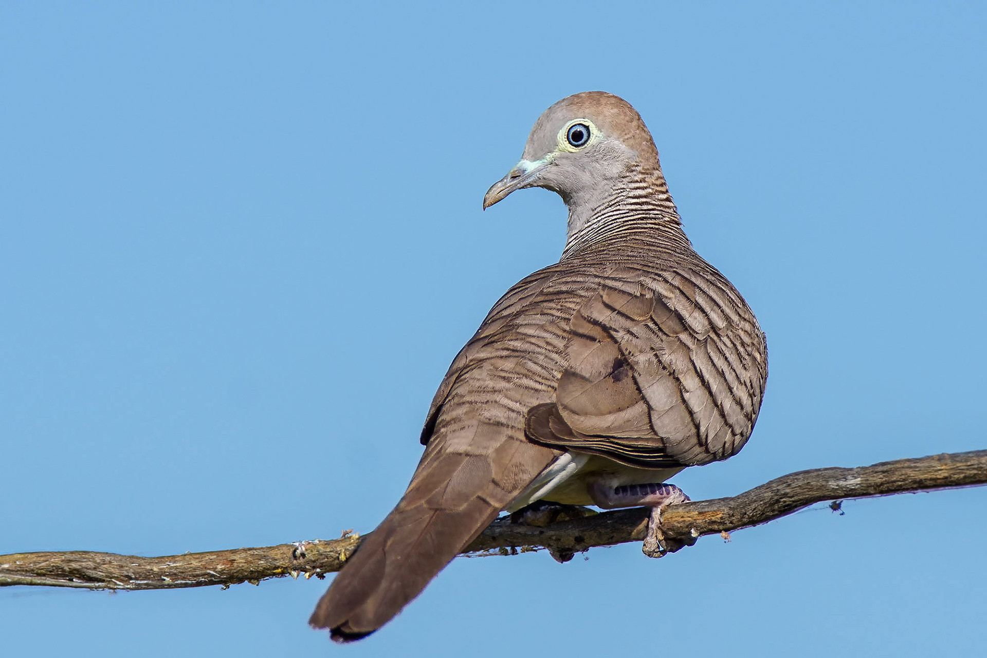 Sperbertäubchen