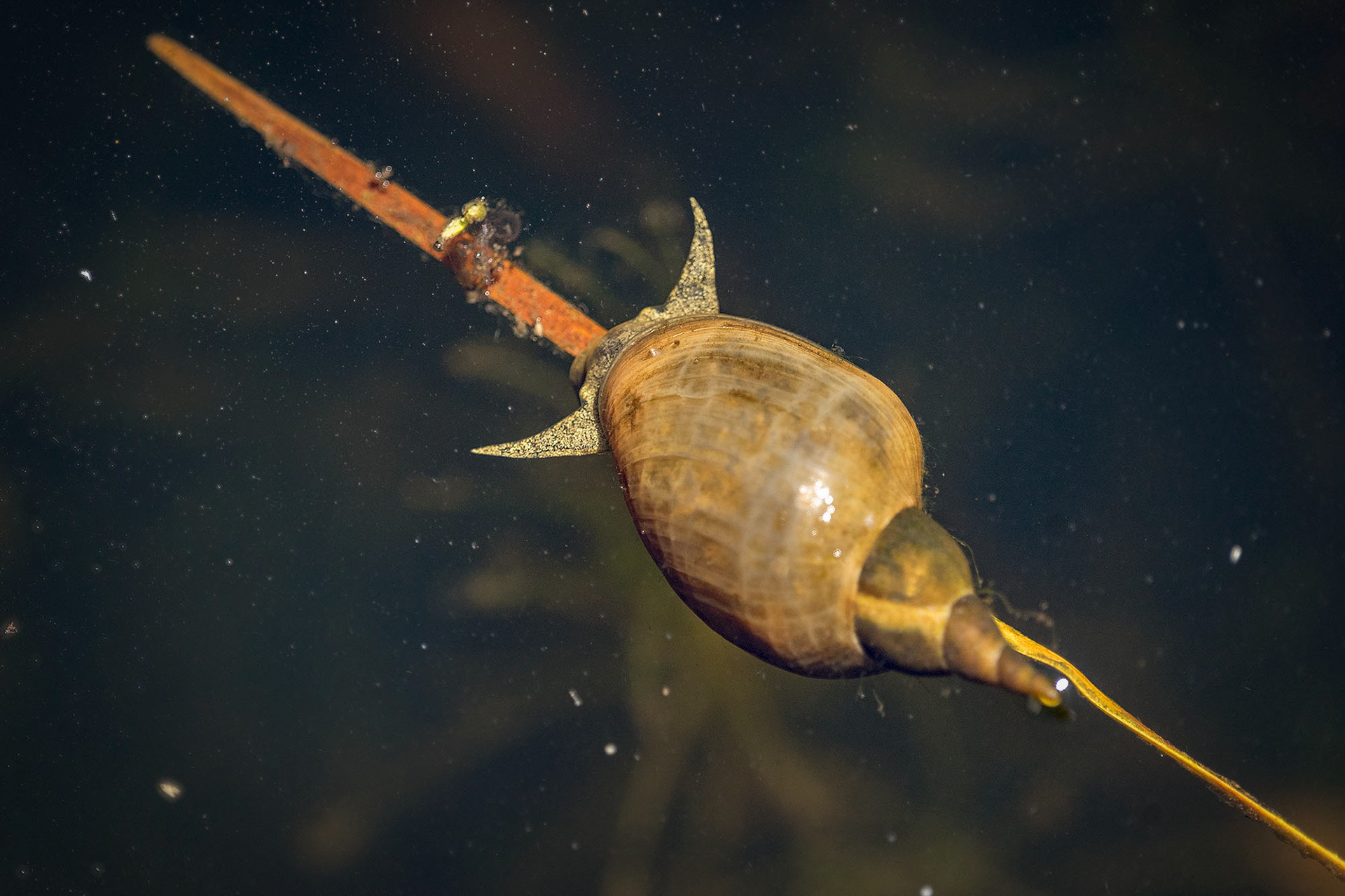 Spitzschlammschnecke