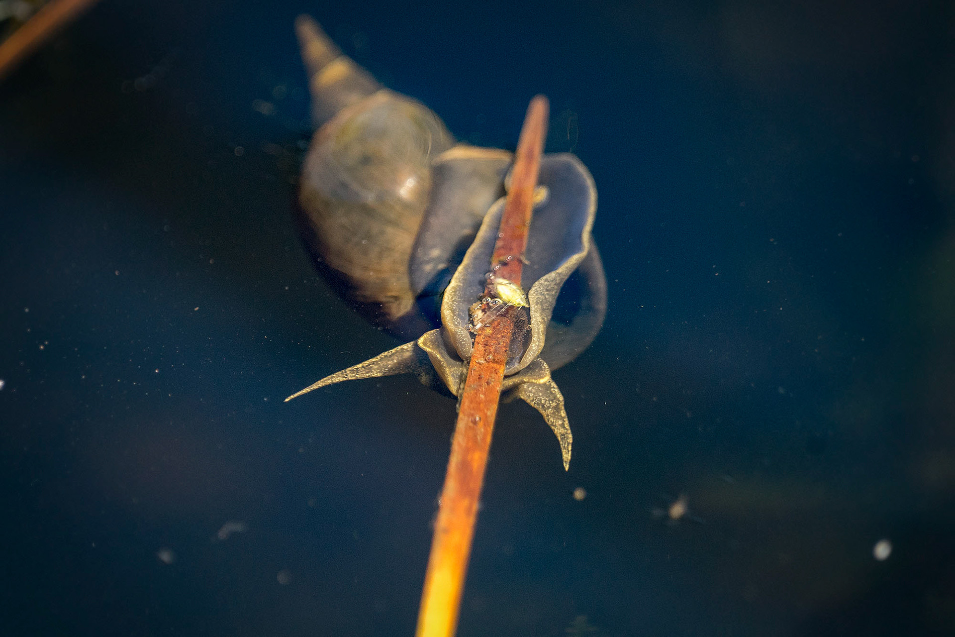 Spitzschlammschnecke