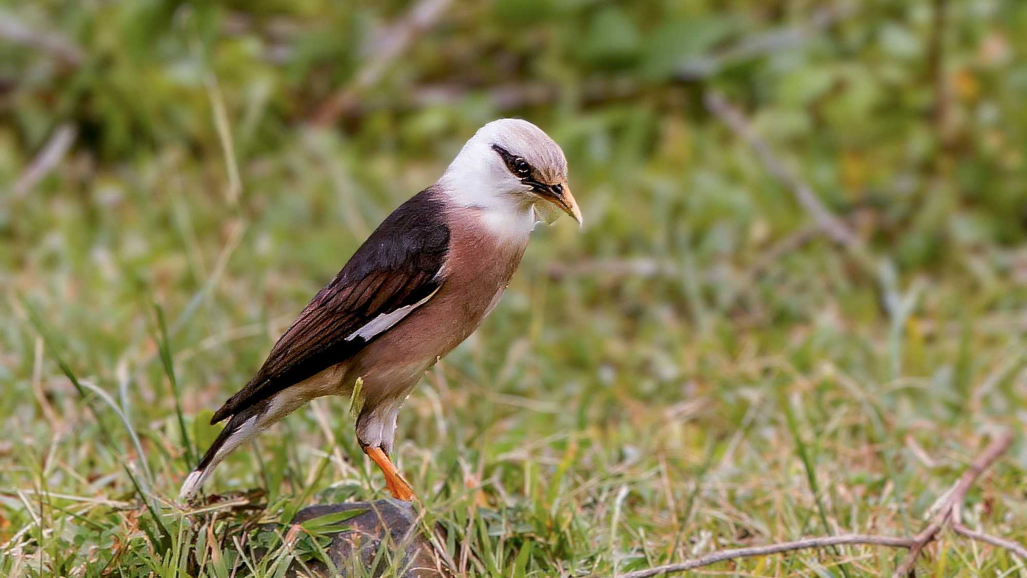 Starenvögel