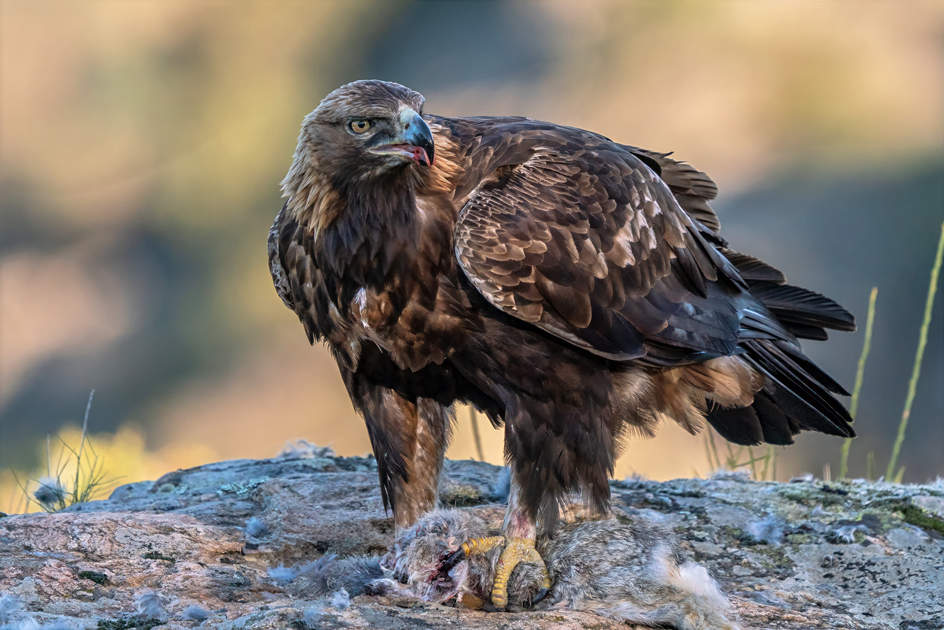 Steinadler