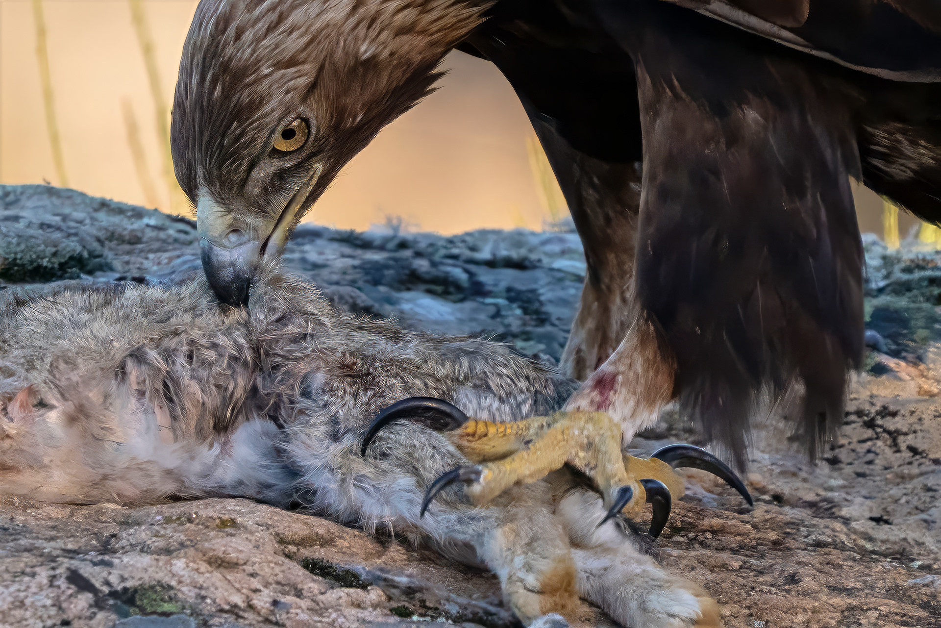 Steinadler
