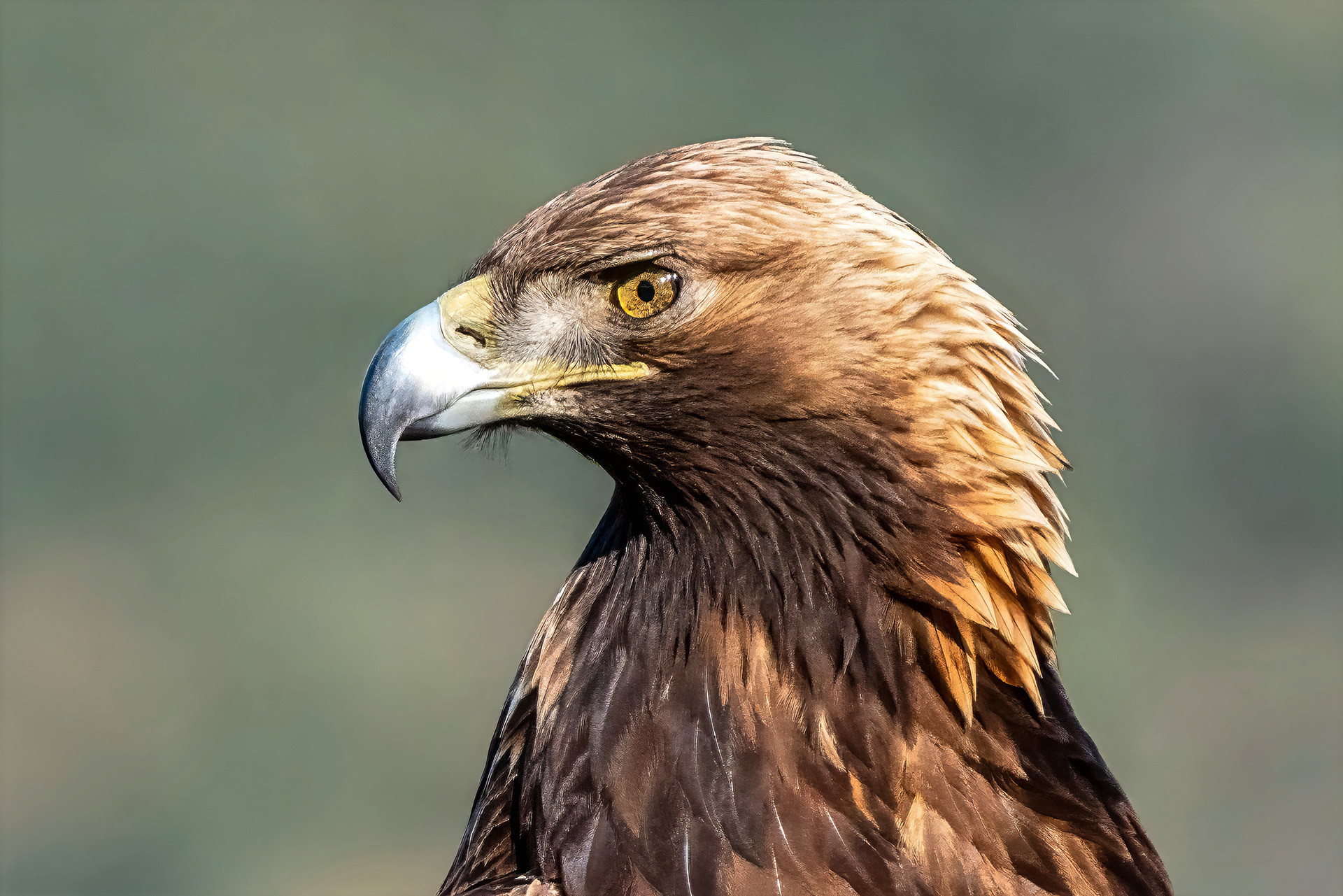 Steinadler