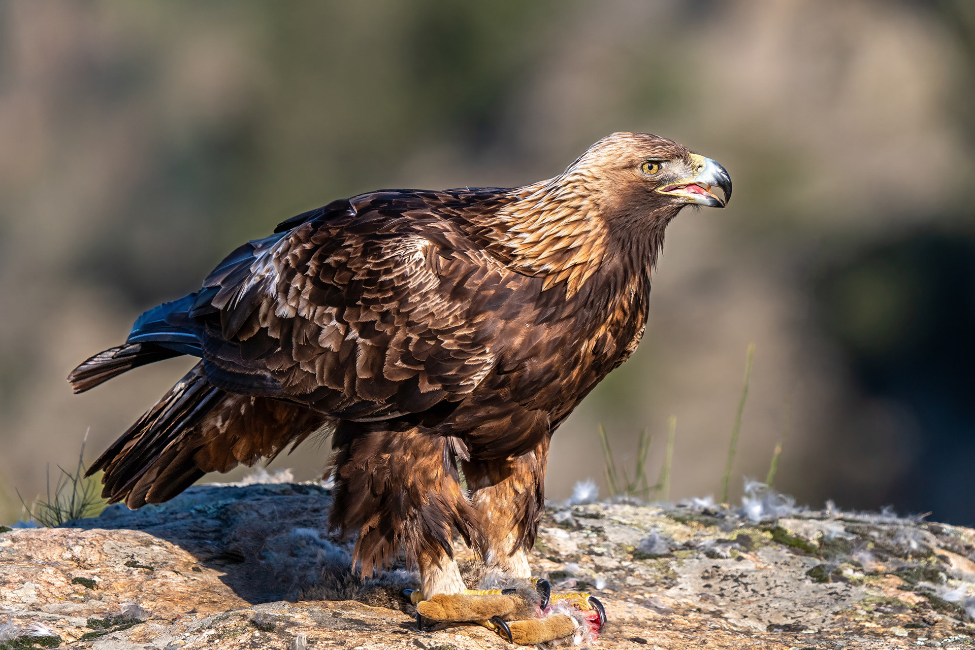 Steinadler