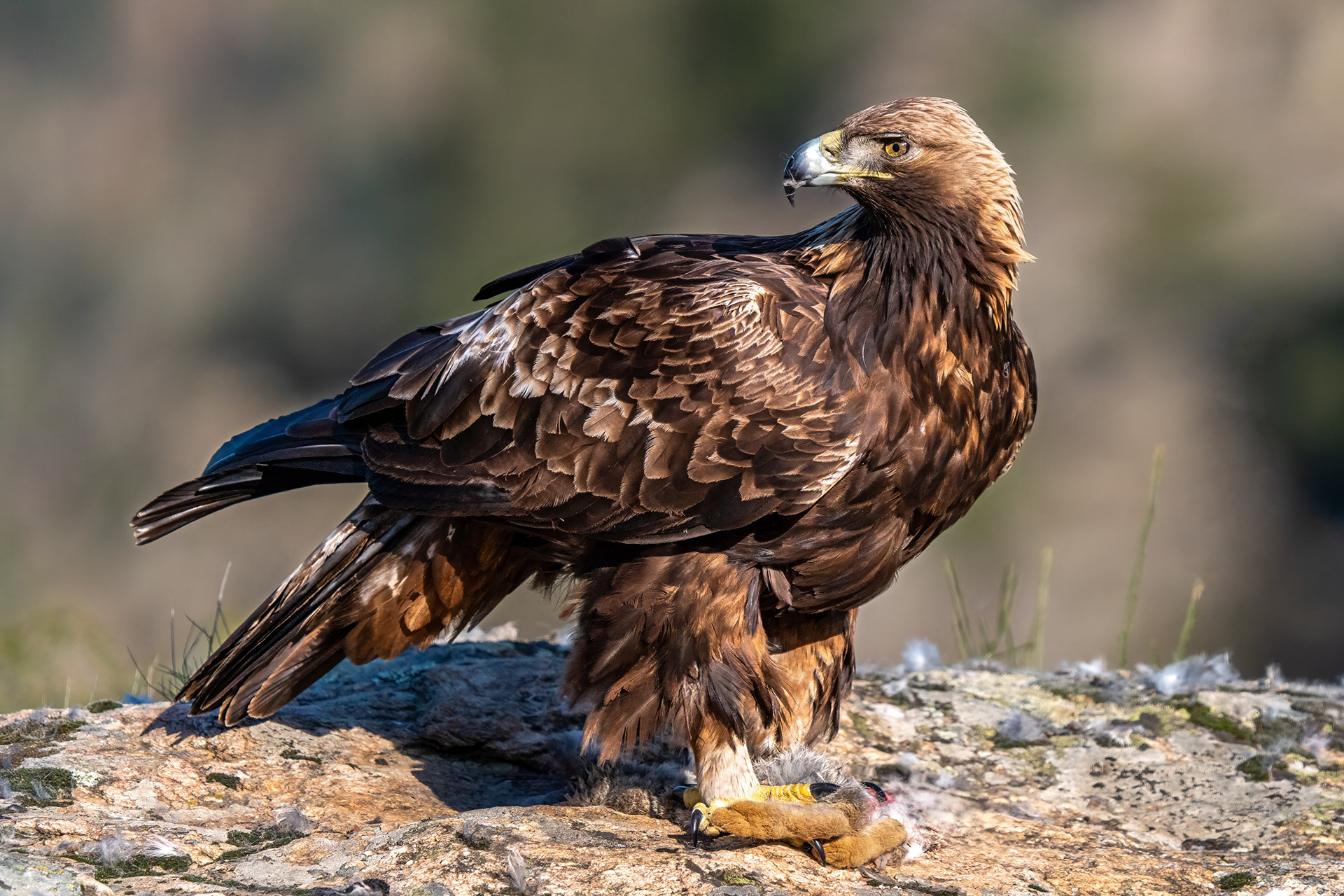 Steinadler