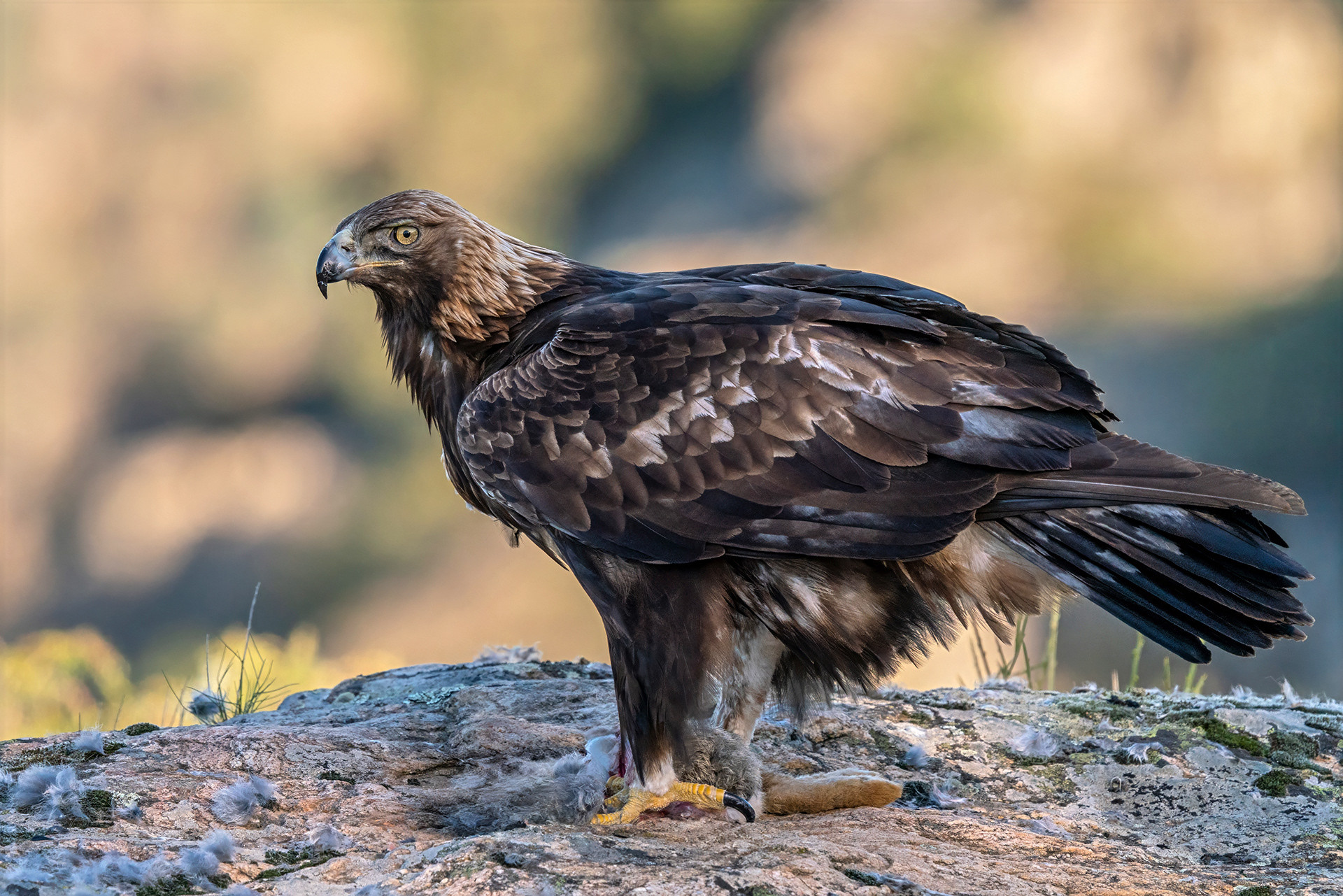 Steinadler