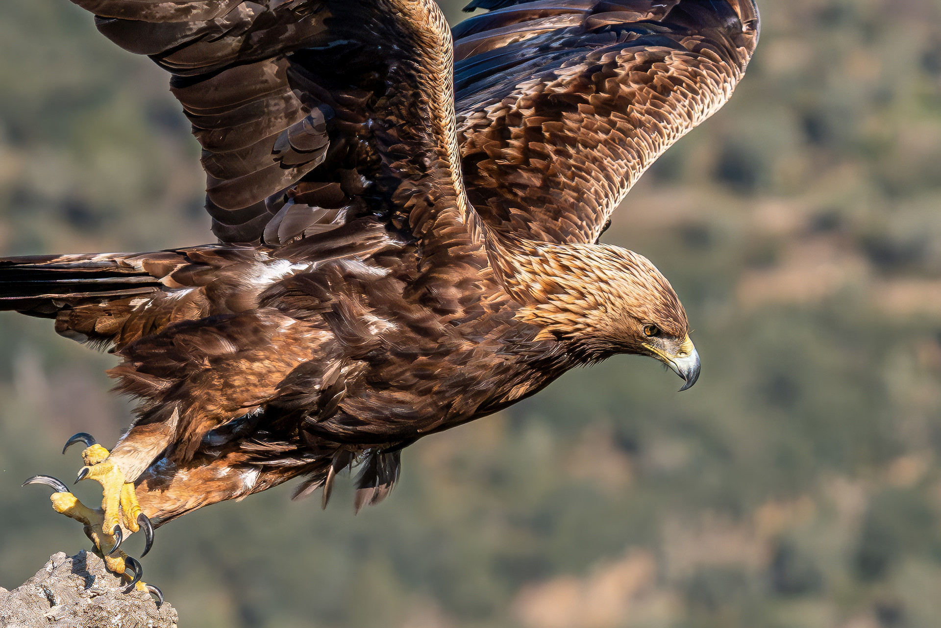 Steinadler