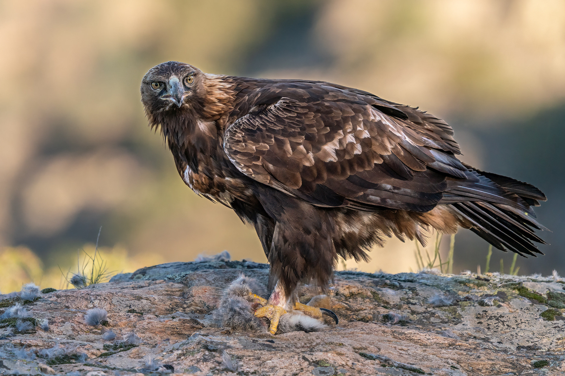 Steinadler