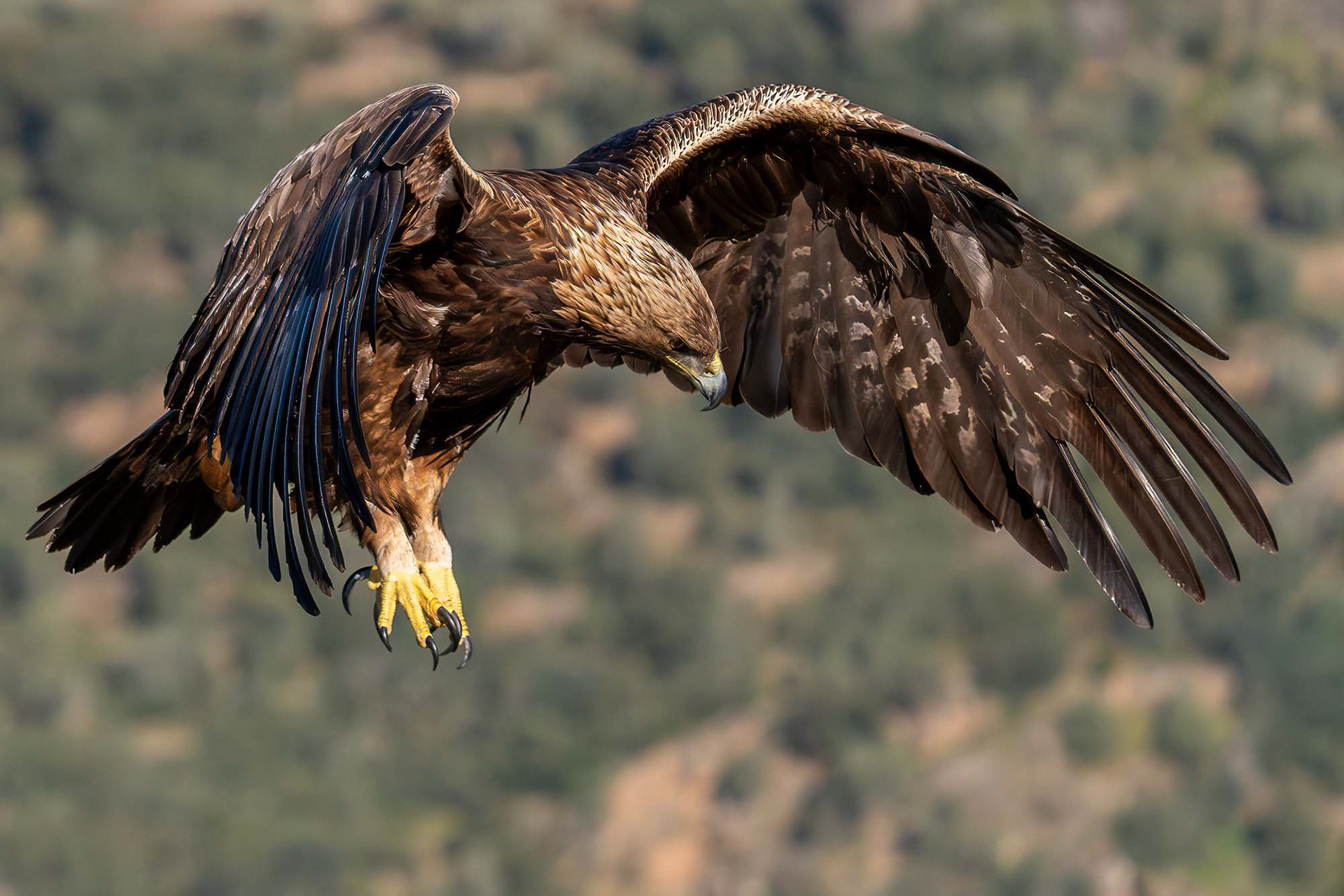 Steinadler