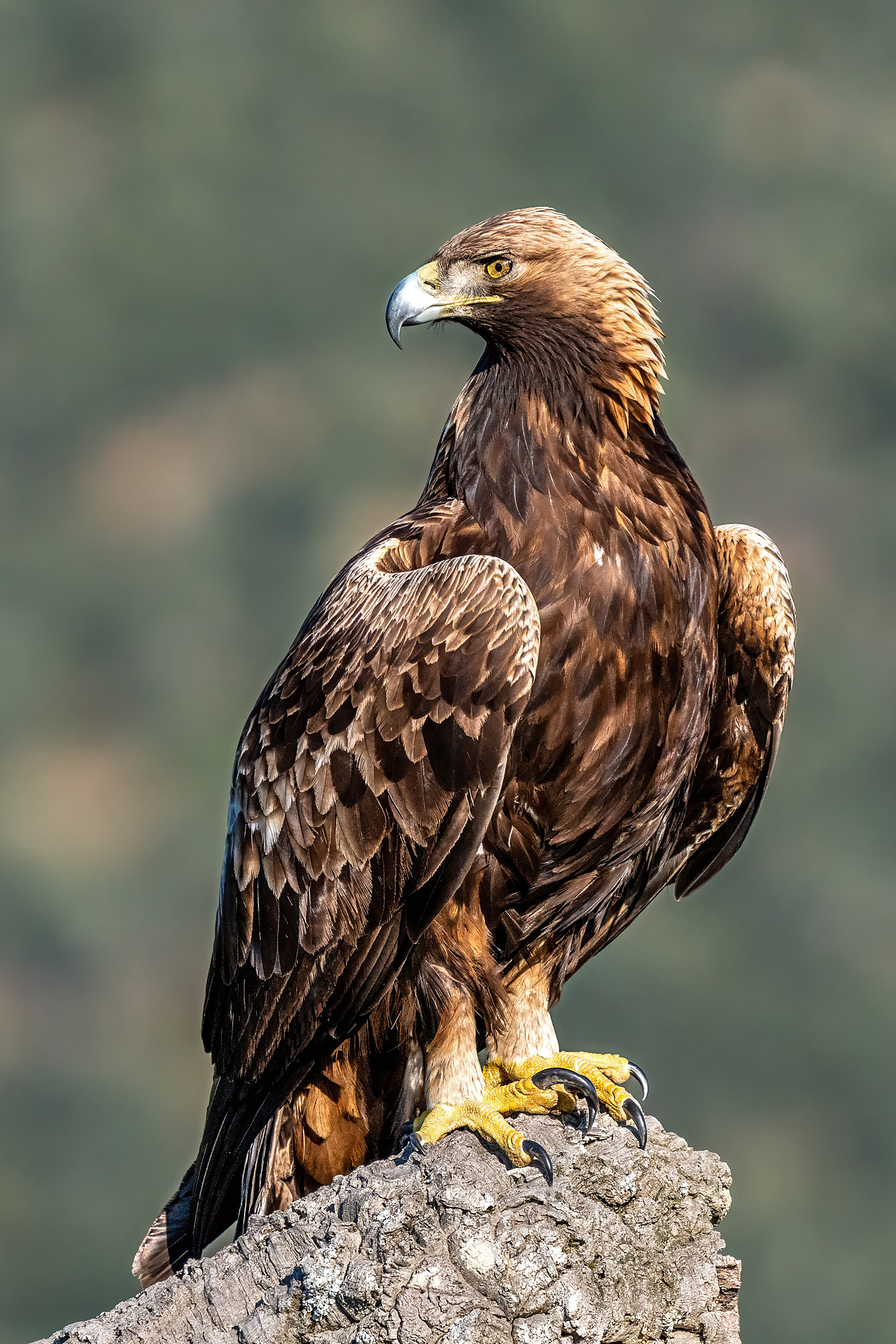 Steinadler