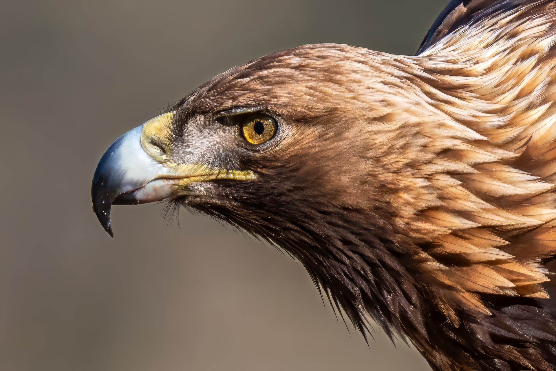 Steinadler