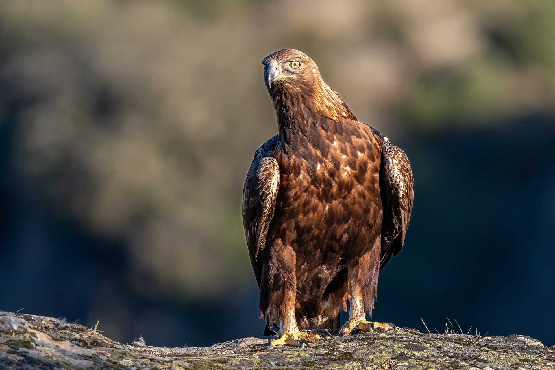 Steinadler