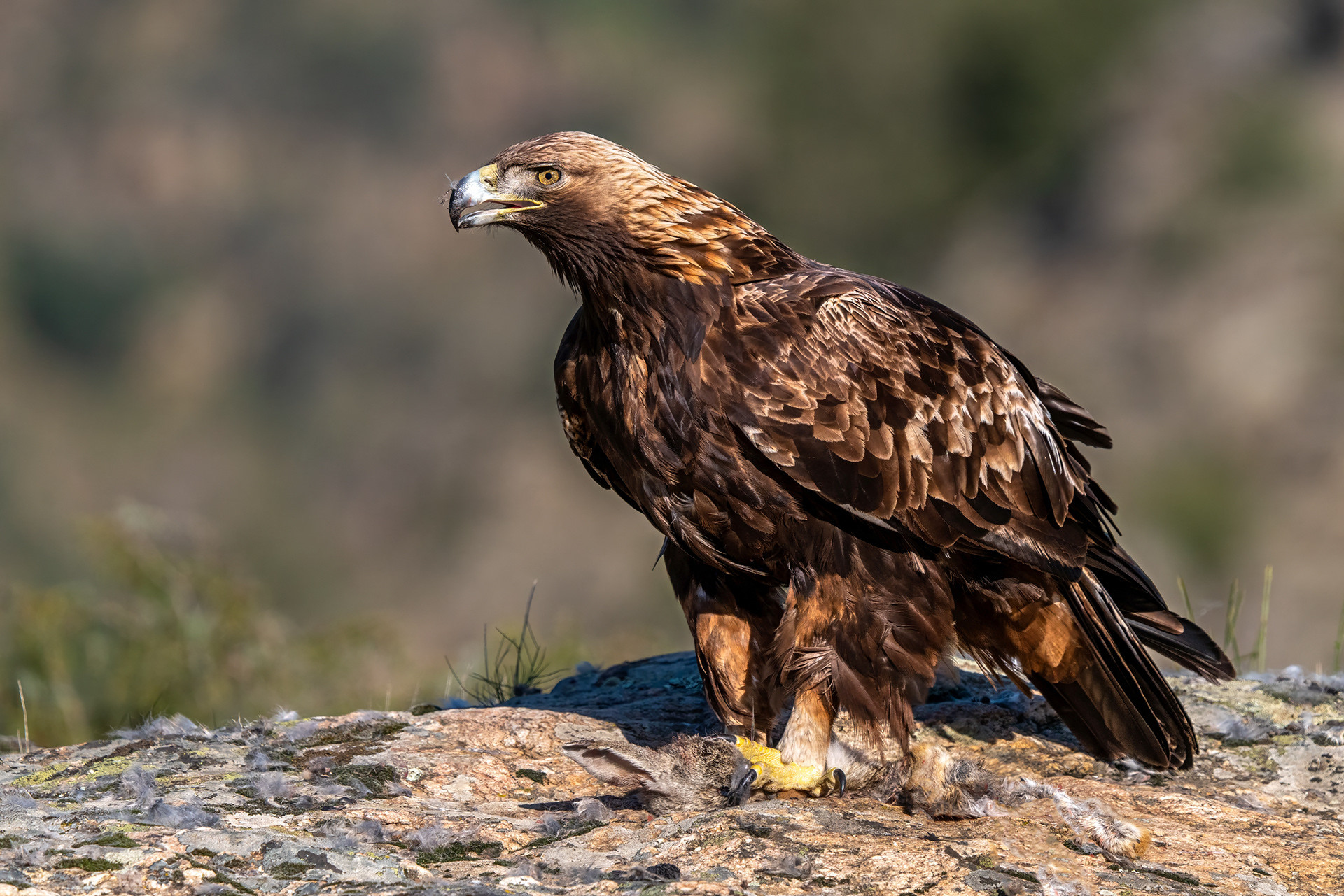 Steinadler