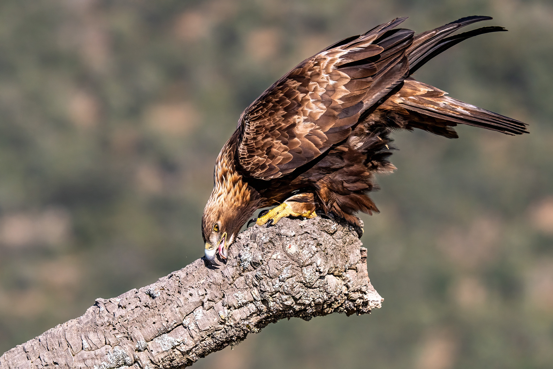 Steinadler