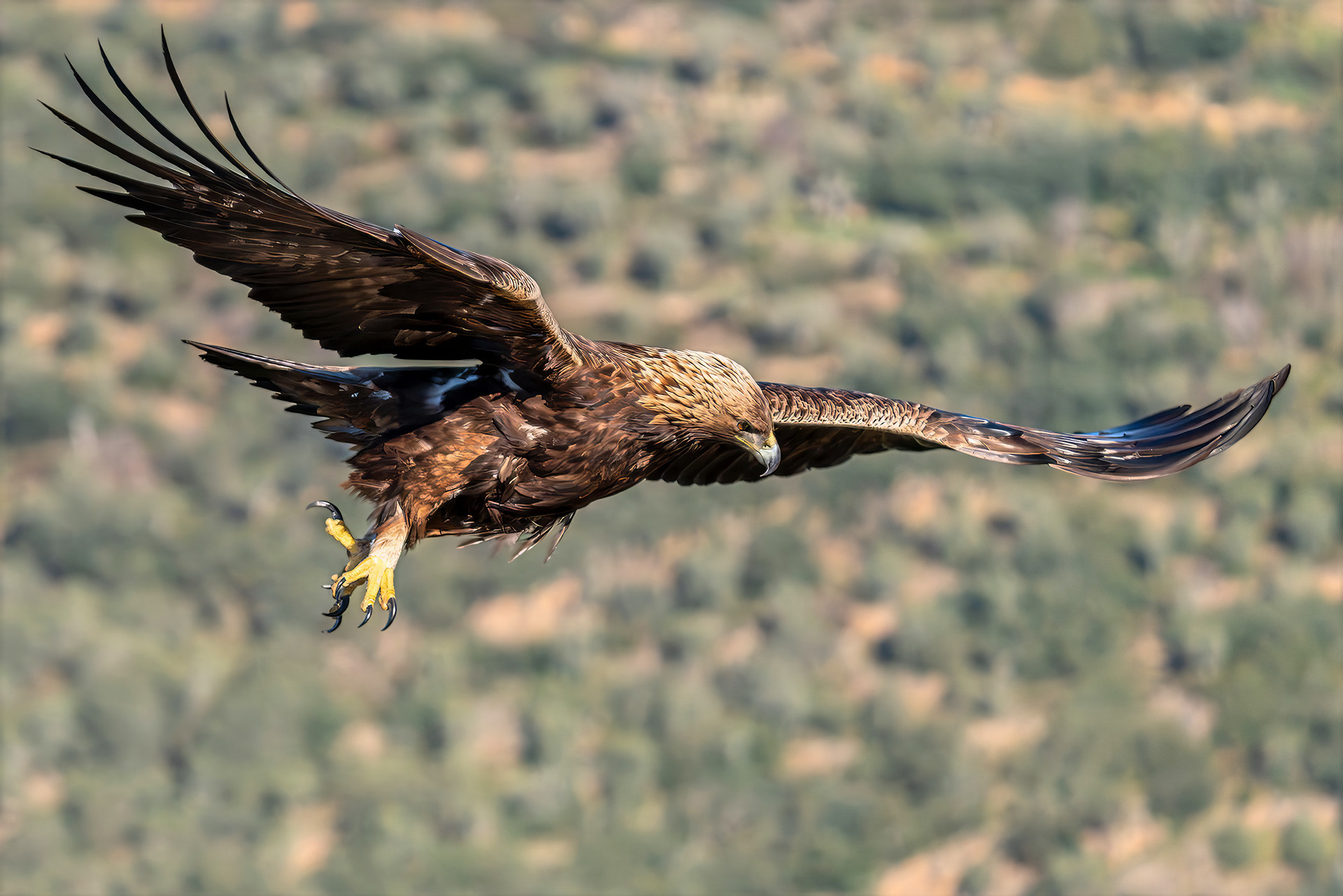 Steinadler