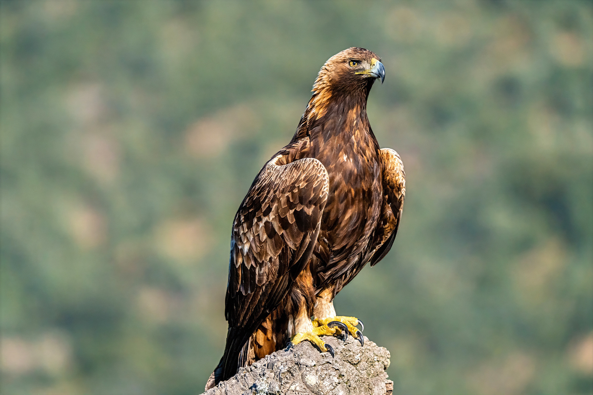 Steinadler