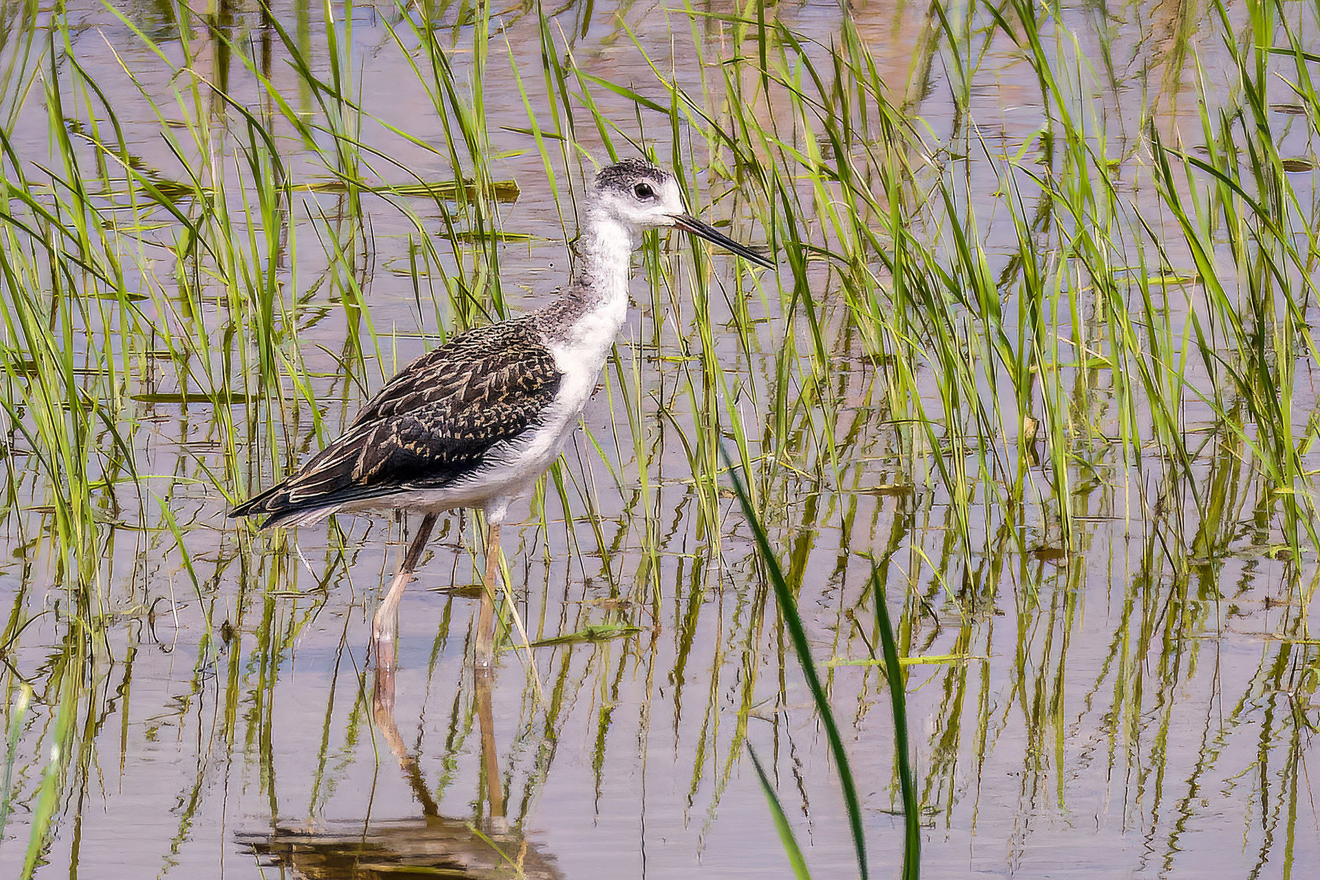juvenile