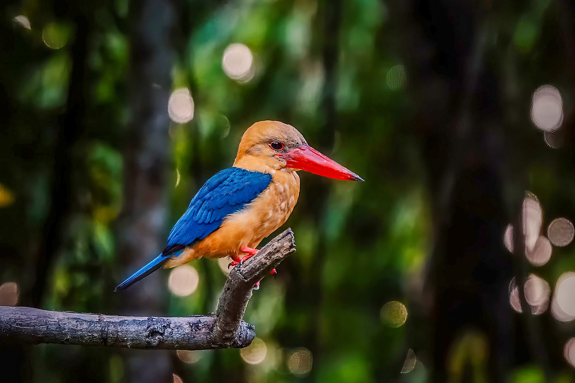 Borneo