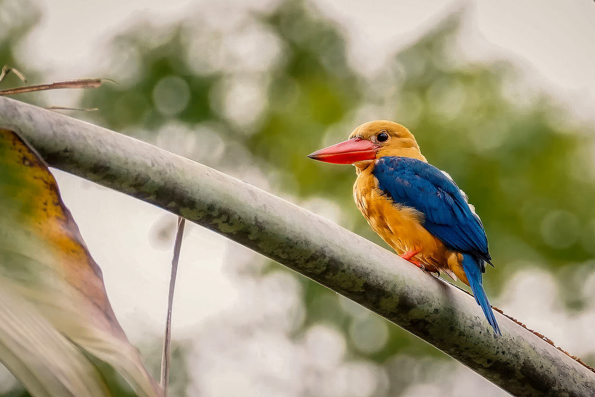 Borneo