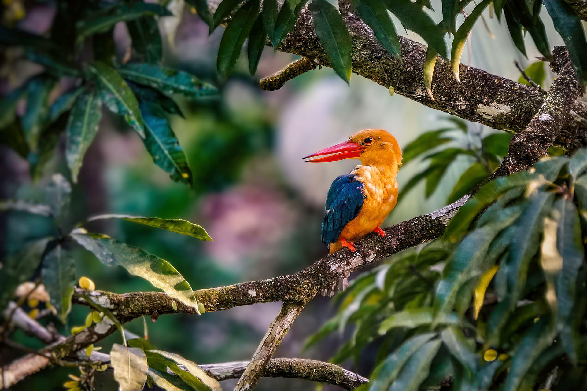Borneo