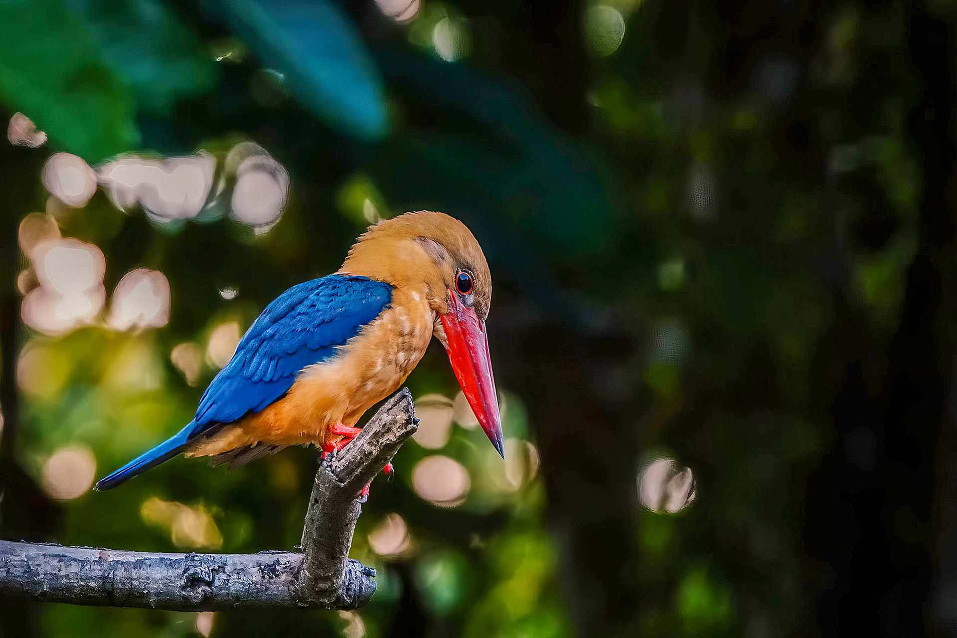 Borneo