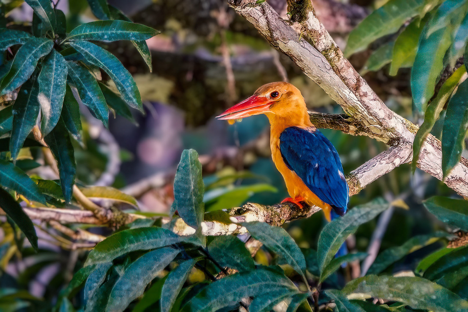Borneo